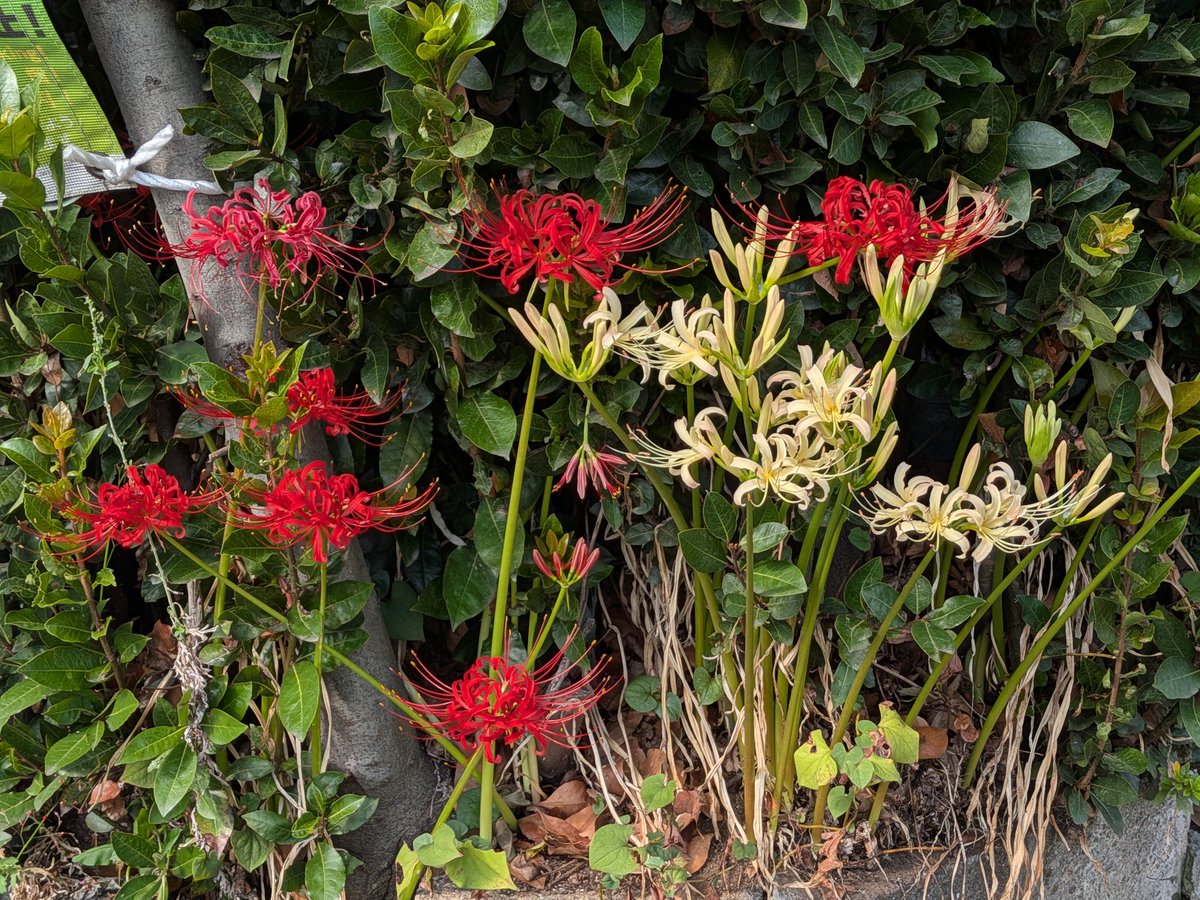 kaopapa0317's tweet image. 白が咲きました

#お写んぽ
#彼岸花
#Googlepixel10