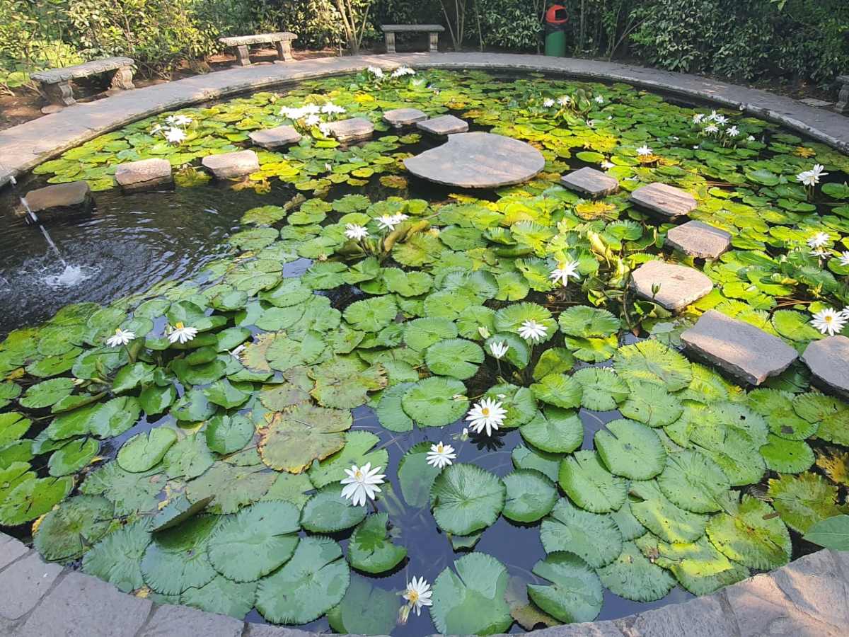 elsalvadorcom's tweet photo. #Turismo | Escápate a la naturaleza en el Jardín Botánico Plan de la Laguna
Explora sus senderos, conoce su fauna, visita el vivero y disfruta de actividades recreativas. Un plan perfecto para toda la familia.

Descubre todos los detalles aquí 👉 https://t.co/AodxfzXnjX https://t.co/vpmBm2myeJ