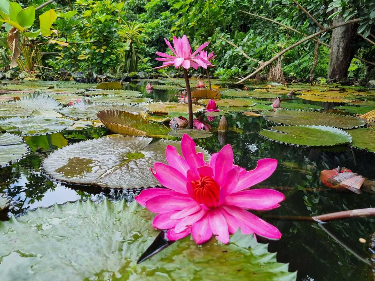 elsalvadorcom's tweet photo. #Turismo | Escápate a la naturaleza en el Jardín Botánico Plan de la Laguna
Explora sus senderos, conoce su fauna, visita el vivero y disfruta de actividades recreativas. Un plan perfecto para toda la familia.

Descubre todos los detalles aquí 👉 https://t.co/AodxfzXnjX https://t.co/vpmBm2myeJ
