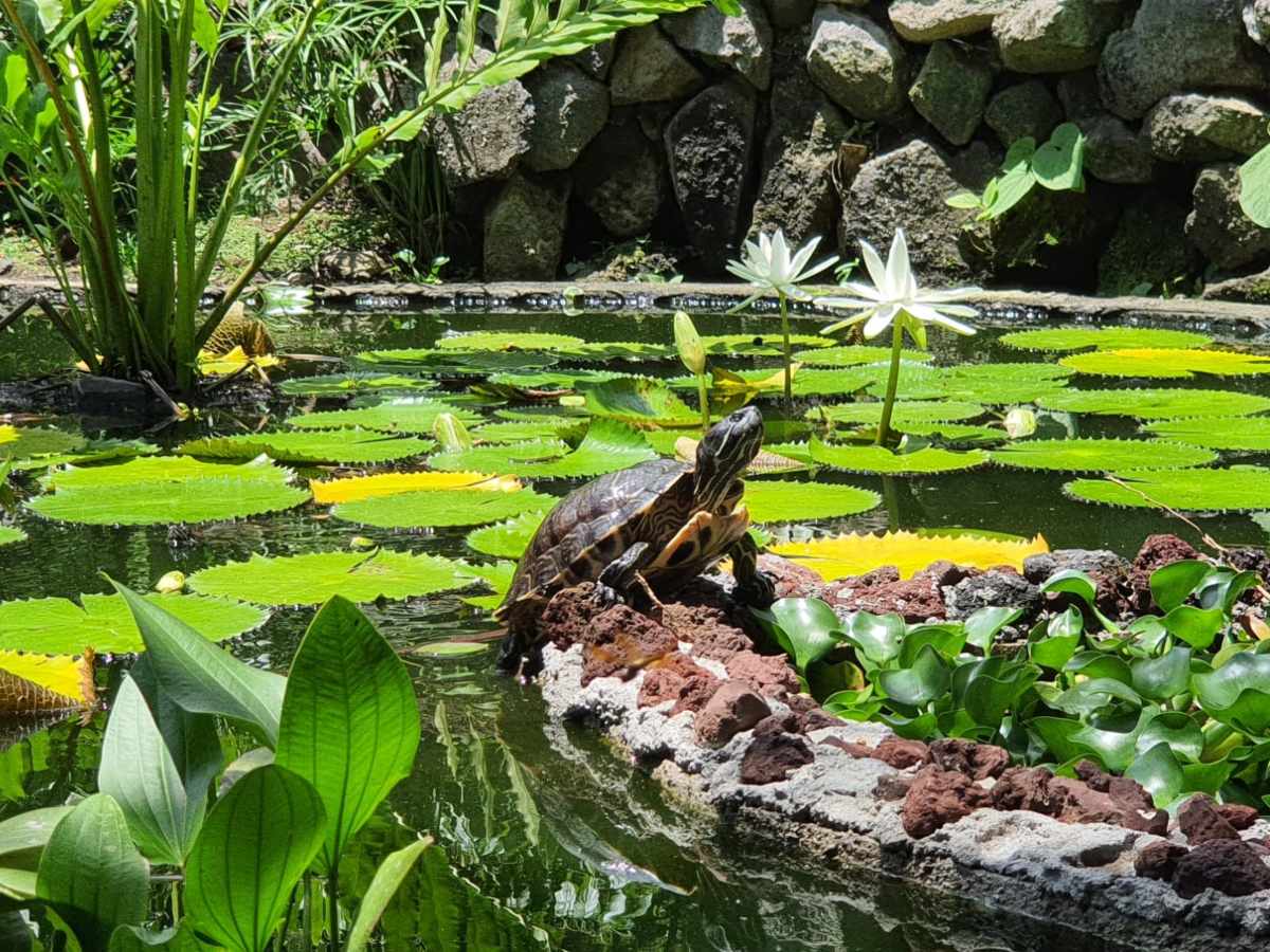 elsalvadorcom's tweet photo. #Turismo | Escápate a la naturaleza en el Jardín Botánico Plan de la Laguna
Explora sus senderos, conoce su fauna, visita el vivero y disfruta de actividades recreativas. Un plan perfecto para toda la familia.

Descubre todos los detalles aquí 👉 https://t.co/AodxfzXnjX https://t.co/vpmBm2myeJ