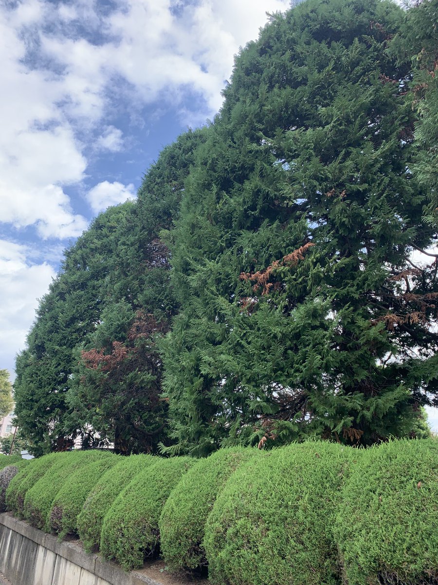 sasamoto0902's tweet photo. おはようございます。日曜日の朝は何となく空気がゆったりしています。金木犀のいい香り。秋の訪れ、嬉しい。
そんな今日は朝から分刻み。すっぴんだからせめてマスクを持ってくれば良かった。朝から気忙しく鬼の形相している人がいればきっとそれはワタクシ..
大きく深呼吸して、さあ一日の始まり！ https://t.co/1jNxP9doo3