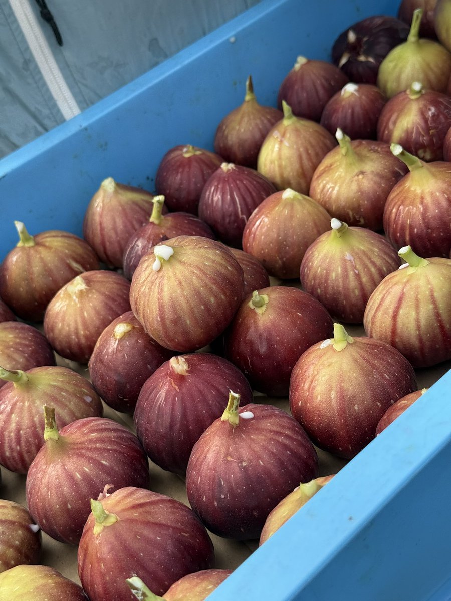 OMの王子さまを観劇した。

薔薇はそれはもう繊細かつ棘があり美しく、自惚れは頗る自惚れていた（必見）

しかし岩切志穂さんのわなわな。これを観るのがこの演目の醍醐味。
ぜひ最前列で。
最前列で震える頬を。

4枚目は差し入れの無花果。
感謝の気持ち。

#OMの王子さま