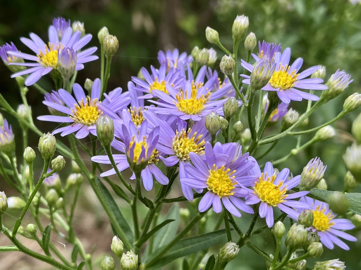 紫苑さま 専用 紫苑様専用 紫苑様専用です♪ 紫苑さま専用です 紫苑 (@Shion19Aster) / X