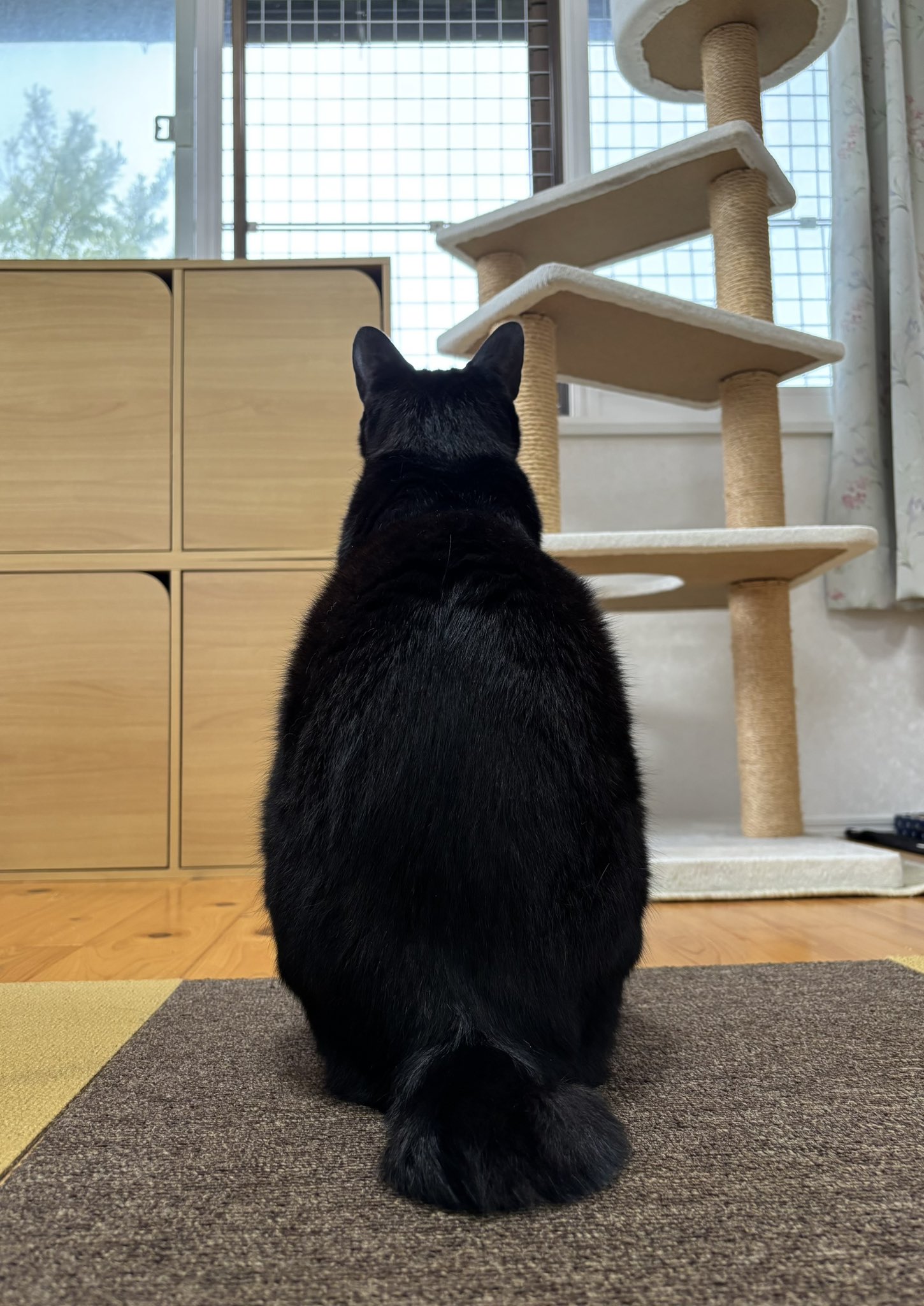 【黒猫】 サカイアキラ on X: 