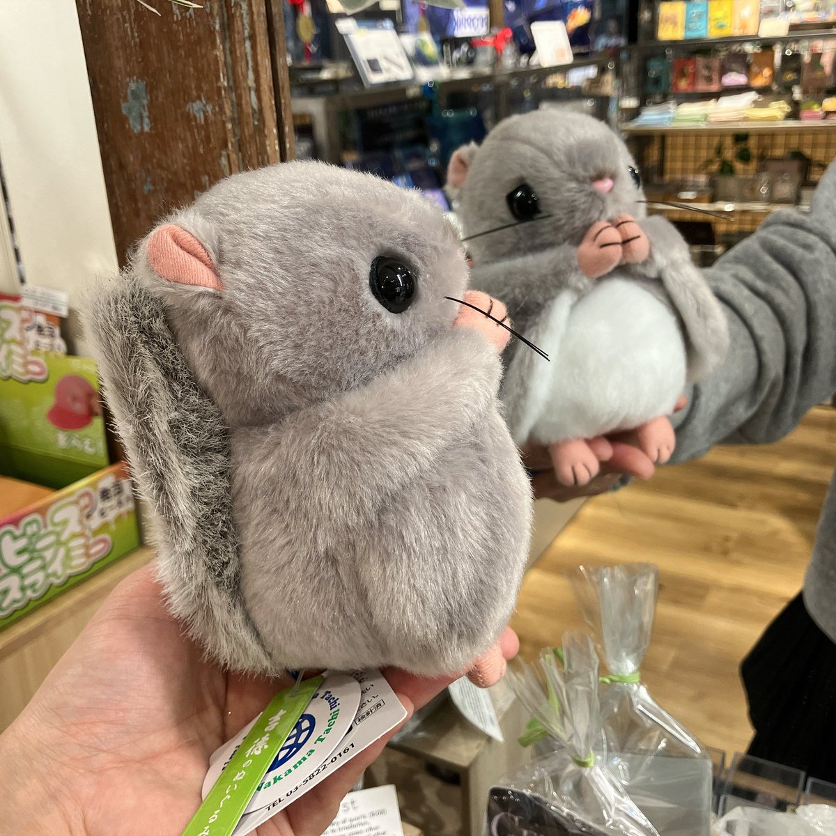 THESTUDYROOMuen's tweet photo. 齧歯類箱推しのスタッフ🐁大歓喜🎉

吉徳さん(@yoshitoku_plush)のぬいぐるみ…リスのリックとエゾモモンガの新メンバーが加わり当店のチンチラたちも嬉しそうです☺️

リックさんは尻尾がぼわぼわ、モモンガさんは"んぱーっ！"と両手を広げることができてとってもキュートです🫶 https://t.co/KzpYOjrbsK