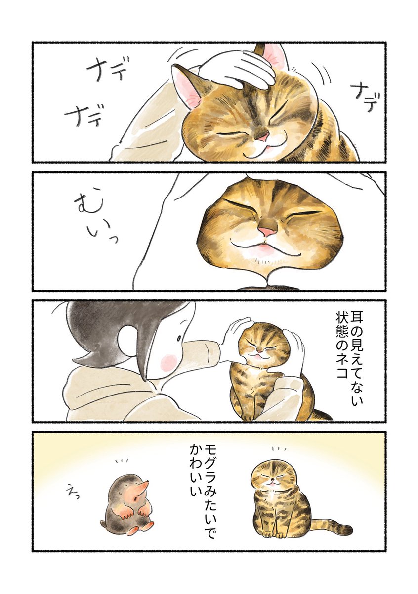 まとめ③
・ぷんちゃんの目ヤニ☝️
・猫は時々もぐらにもなれる 