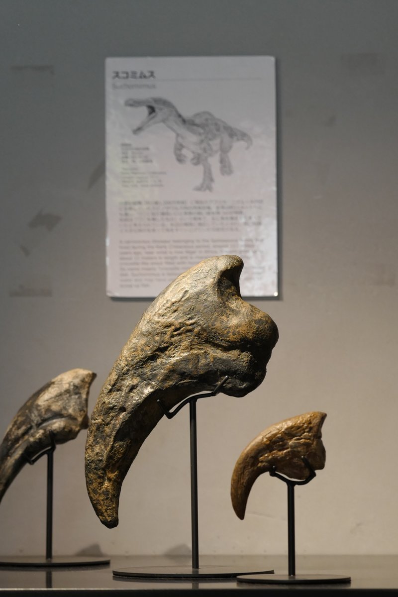 化石魚 フレーム付き 5000万年前(新世代/第三紀•始新世) 科学博物館 土産 化石魚 フレーム付き 5000万年前(新世代/第三紀•始新