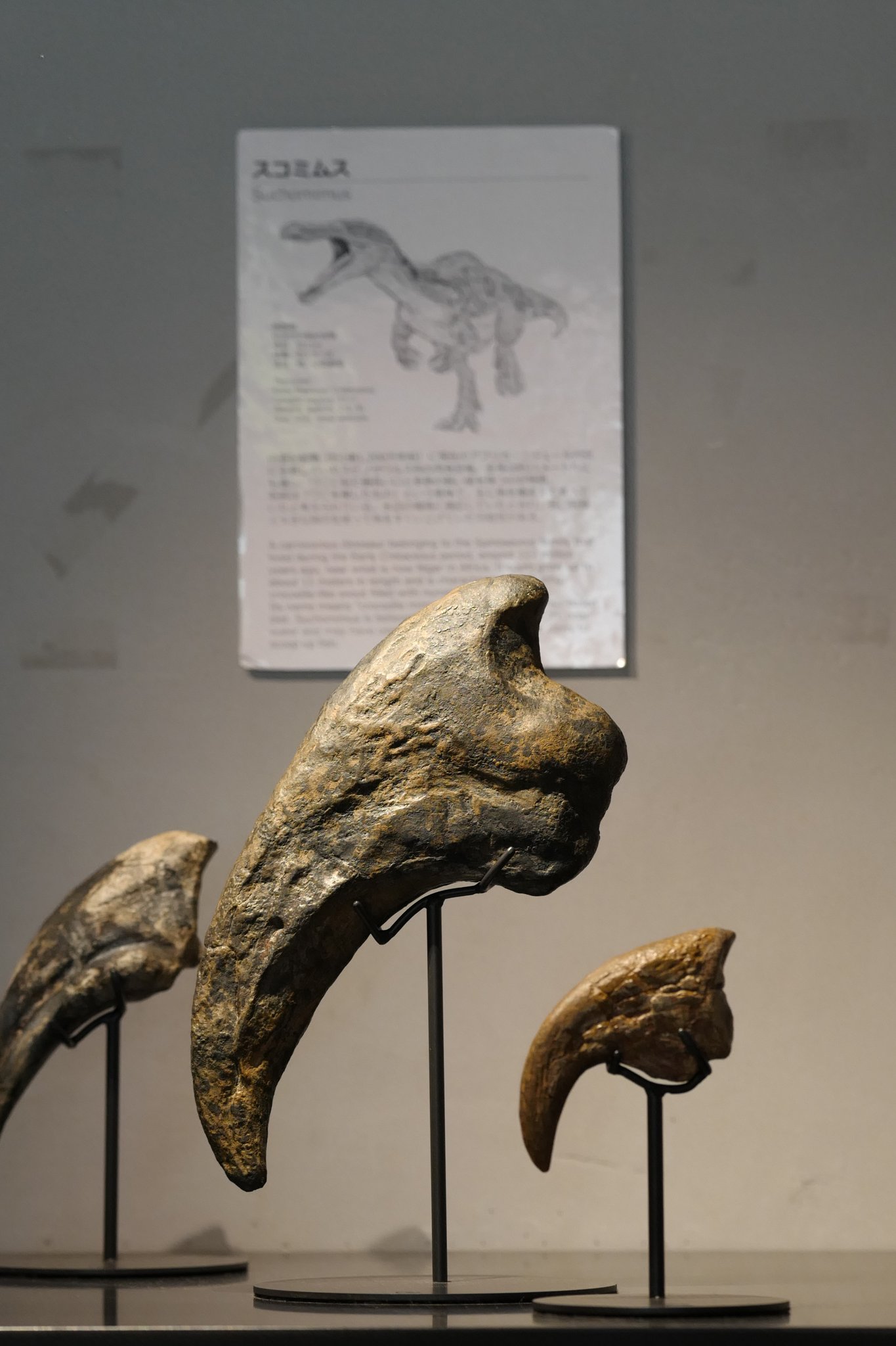 スコミムスの歯の化石 おまけ付き 値下げはプロフ閲覧 楽天市場