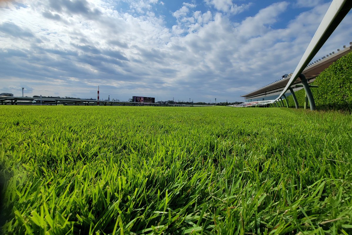 JRAVAN_info's tweet image. 本日 #スプリンターズS が行われる #中山競馬場 の天気は晴☀
・馬場状態 芝： 良
・芝クッション値(7時00分測定) ： 10.3
・含水率(5時00分測定)：芝 ゴール前 12.2%、4コーナー 12.6%
と発表されています。