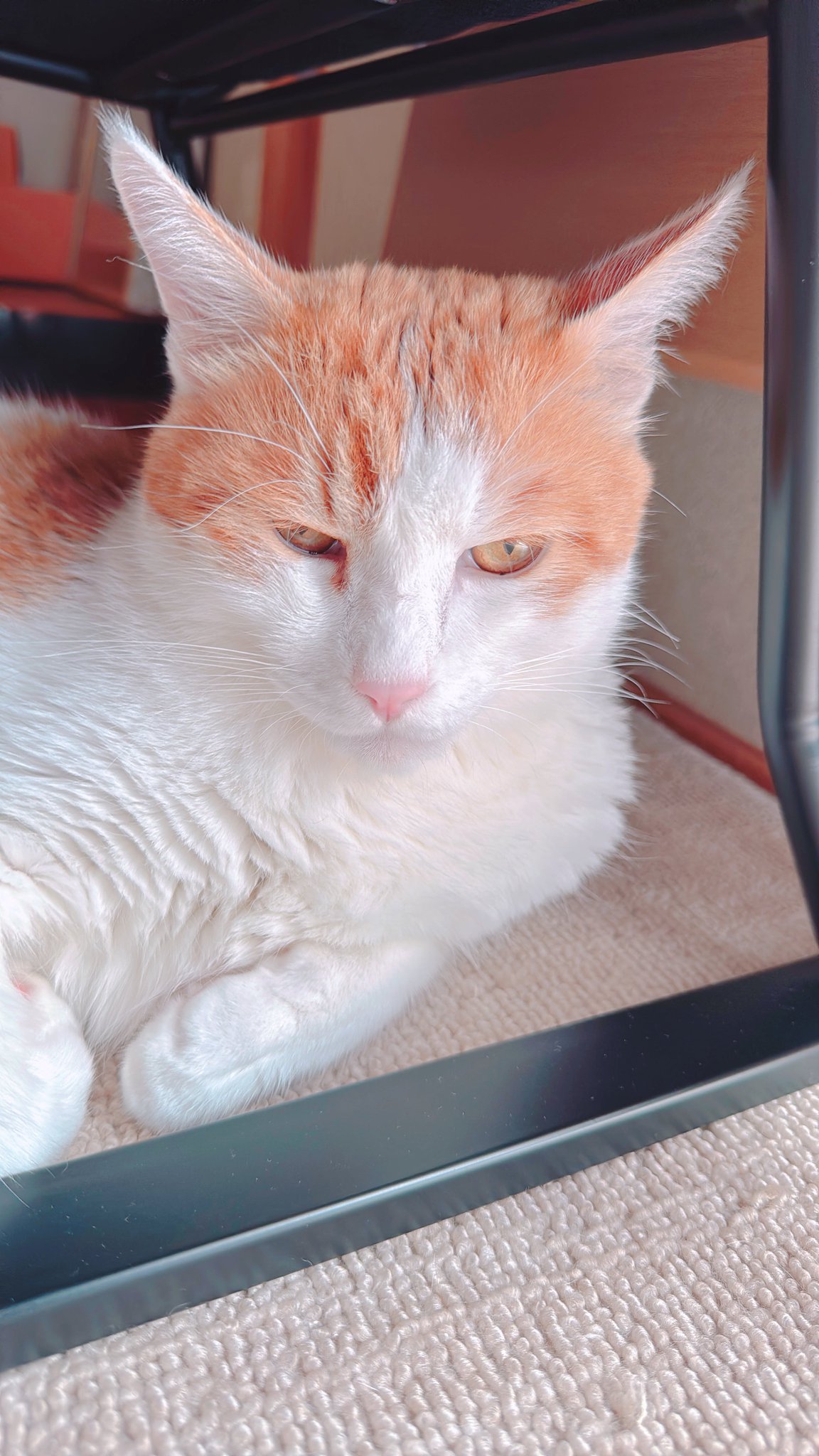 白猫好き Amazon | 隠れネコ ねこ 猫 隠す 猫好き 猫の足 猫足 肉球 白猫