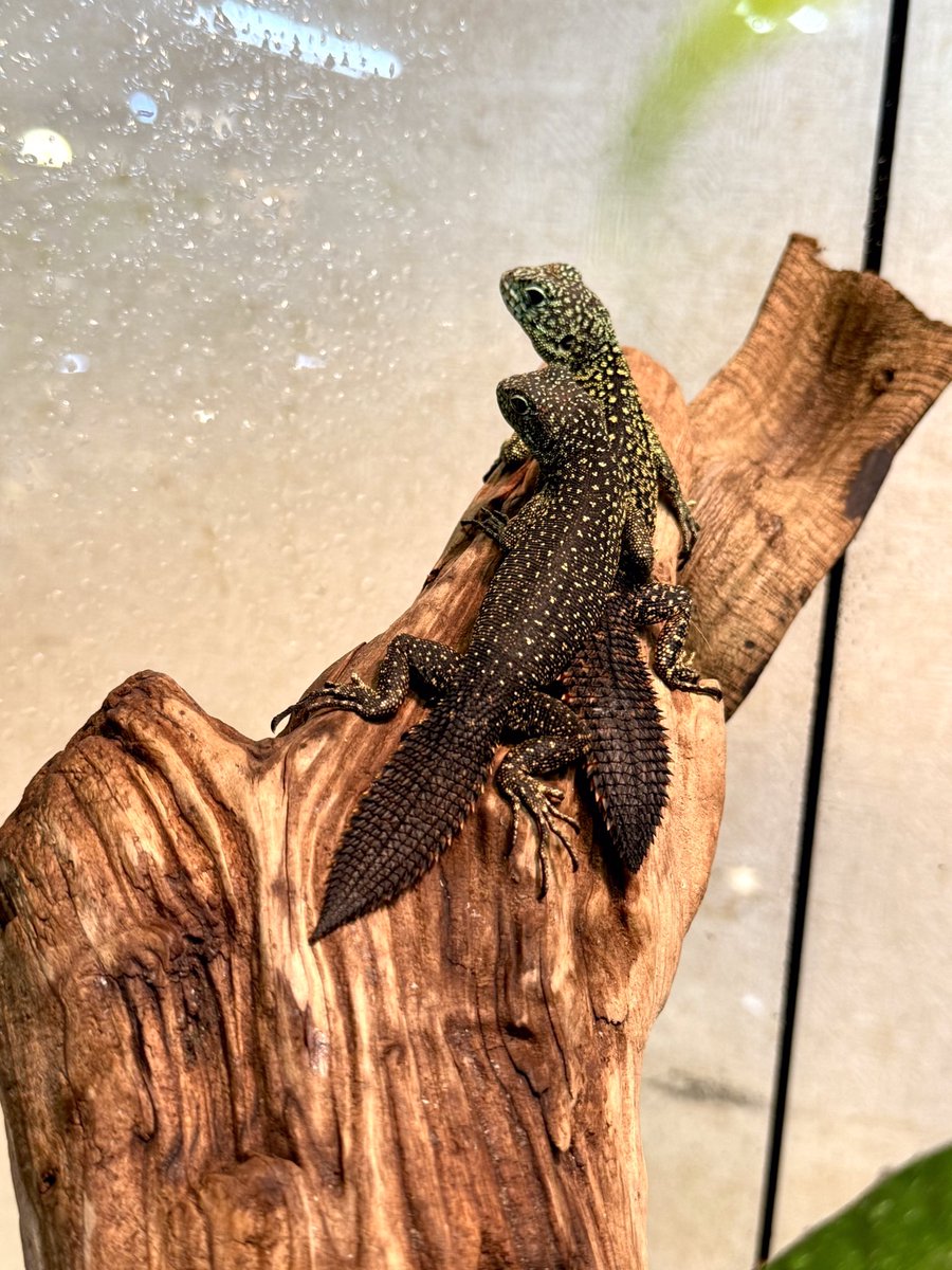 クビワサボテントカゲ🌵✨ ♂1、♀3 自然界でもハーレムで暮らしている