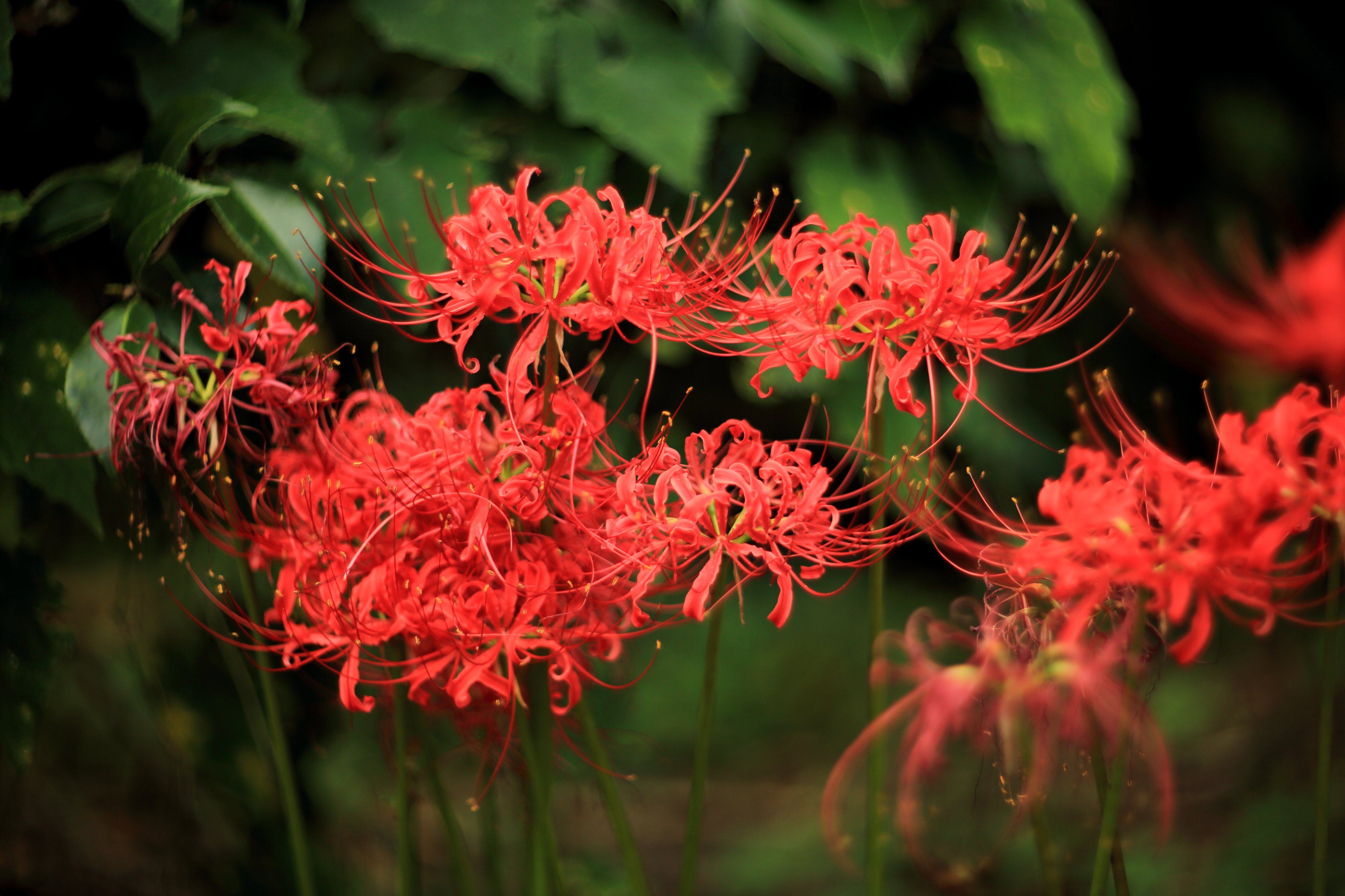 チャン・スー様へ♥ 楽天市場】瞬足 女の子 シュンソク しゅんそく syunsoku