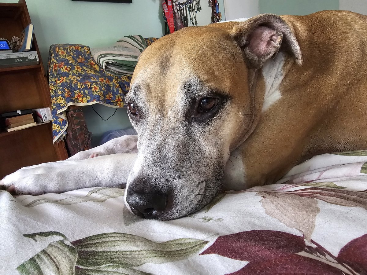 JaymieRains's tweet photo. @bunsenbernerbmd #RiverOfDoom is worn out from doing nothing much all morning https://t.co/ErxrGZSZTa