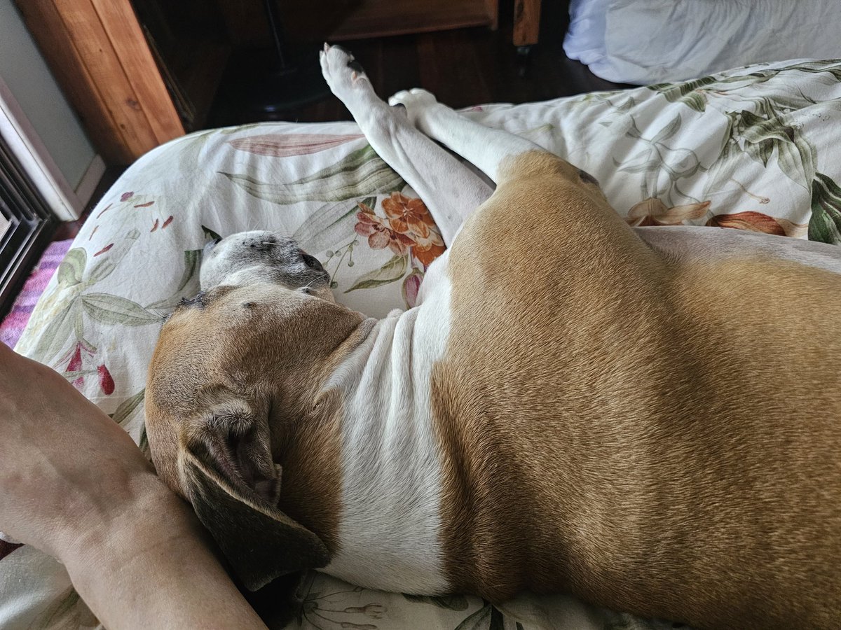 JaymieRains's tweet photo. @bunsenbernerbmd #RiverOfDoom is worn out from doing nothing much all morning https://t.co/ErxrGZSZTa