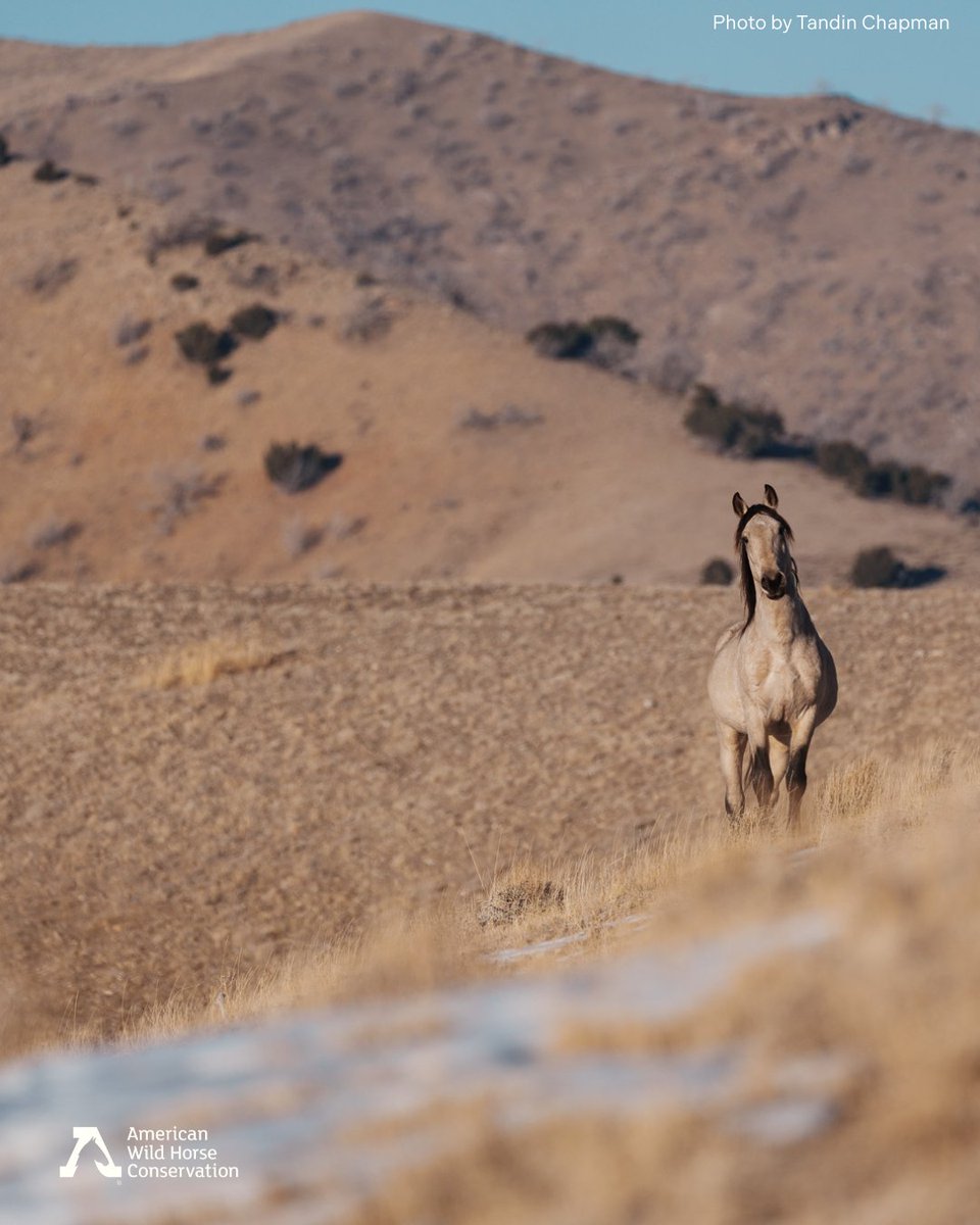 FreeWildHorses's tweet image. 🌿 Our public lands belong to all of us. But rather than listening to the interests of the public—the vast majority of whom support wild horses in the wild—the federal government is capturing and removing wild horses to benefit private interests. Join us in defending our lands.