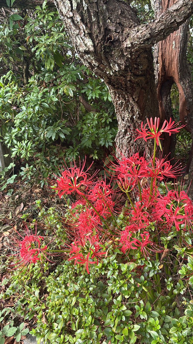 <a href="/NomadDragon7/">jewels 繻璃🎗😷</a> おはよう😊