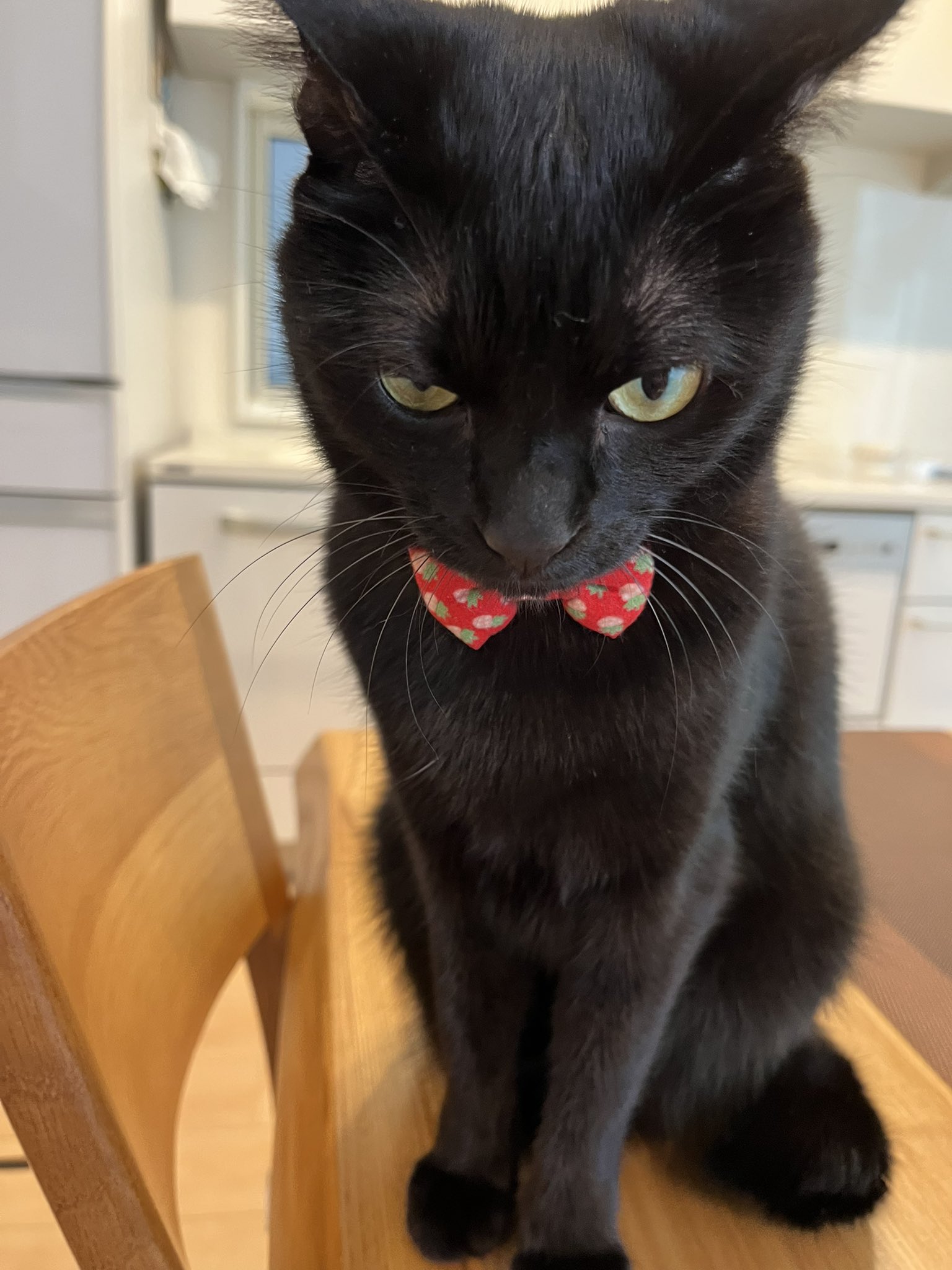 病み猫♡つぎはぎ猫♡黒 保護黒猫 ロコちゃん on X: 