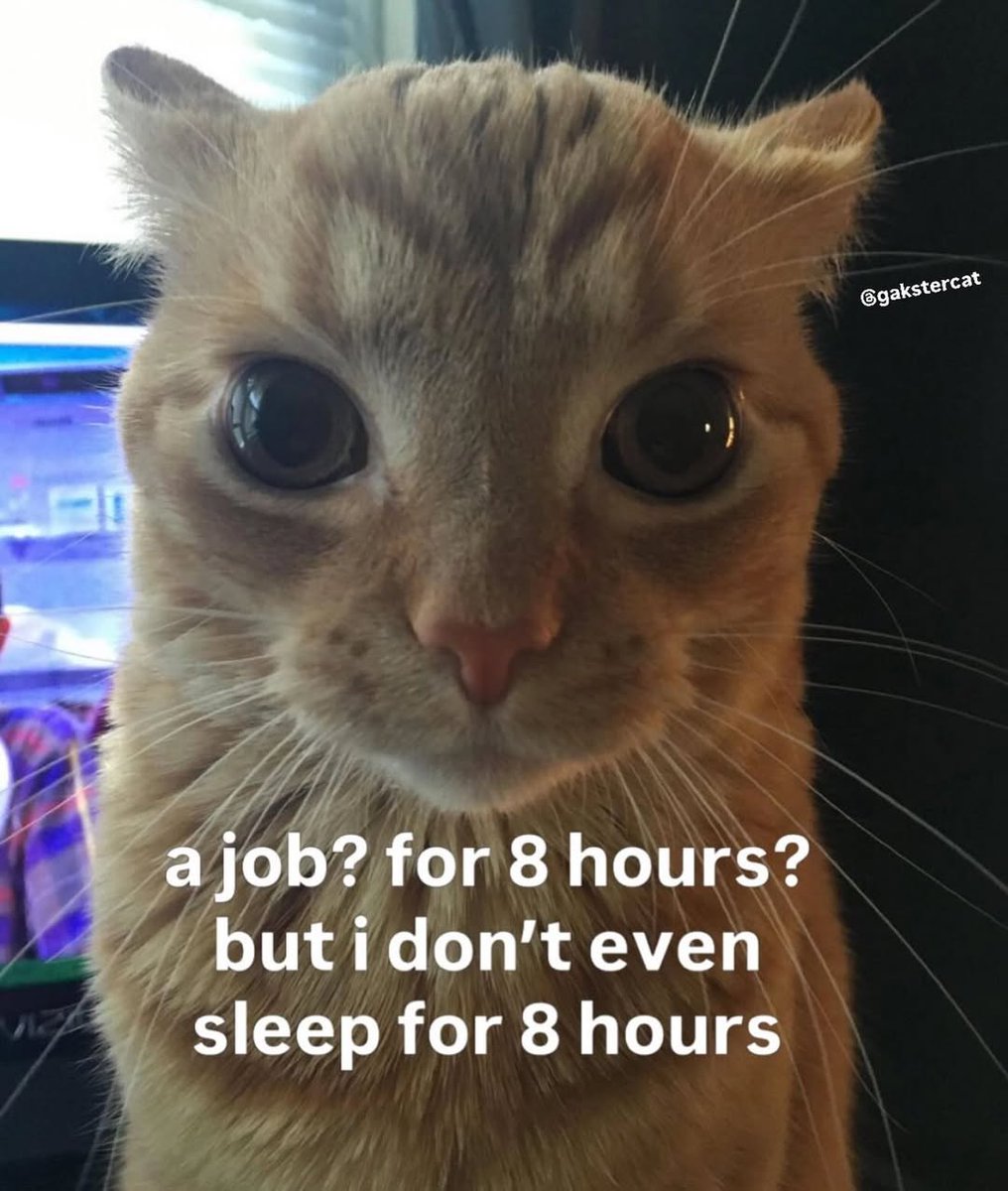 smol silly cat (@catsillyness) on Twitter photo 