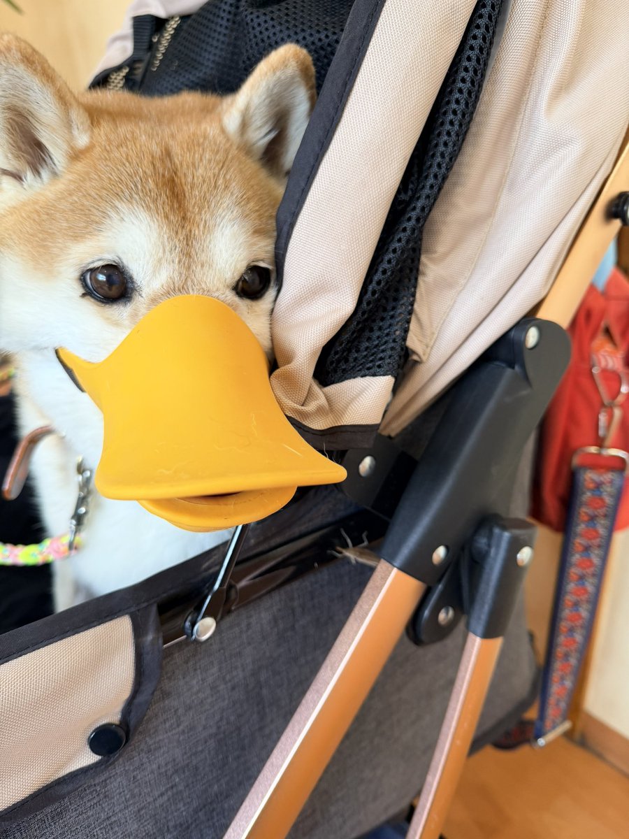 柴犬ハナ (@87shiba87) / X