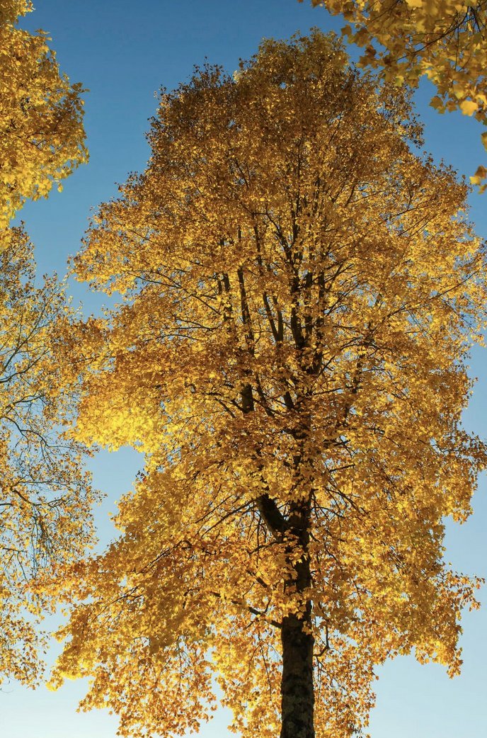 In any given #neighbourhood, on any given street, for a few short weeks in #autumn, nature transforms the ordinary into extraordinary including the 4700 block Fleming where the giant #KensingtonMaples preside like royalty.
More photos of awesome autumn at rodraglin.smugmug.com