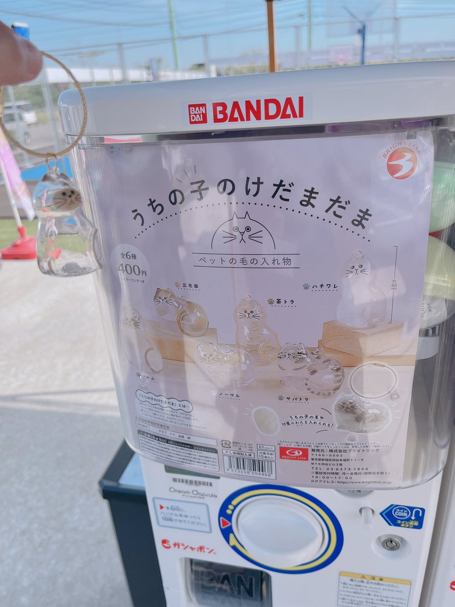 定刻どおり #猫フェス上越 始まりましたー！！！
大人気のガチャ「うちの子のけだまだま」ありますよー！！！お早めにどうぞ！！！