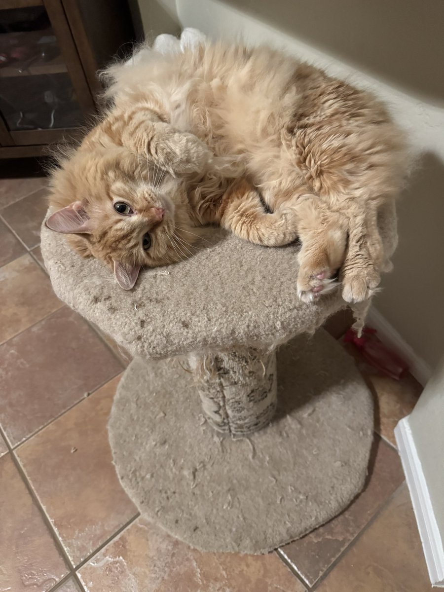 NoritheCat17's tweet image. Posting a pic of Nori for every win (86)

@astros #astros #builtforthis