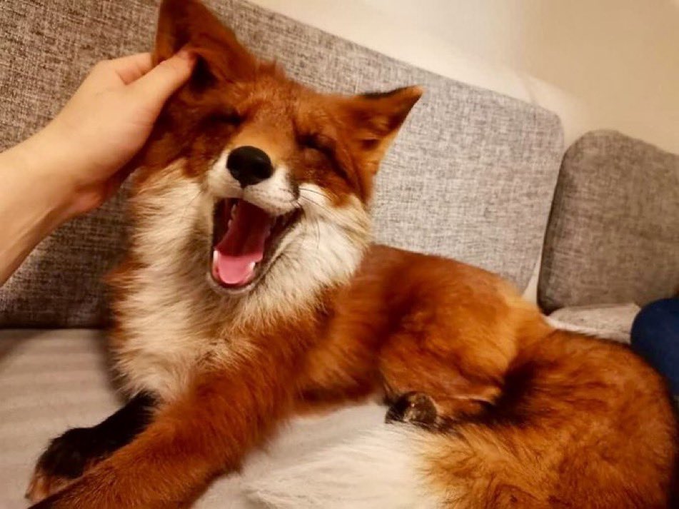 🦊Fuchs of shedtwt tweet media