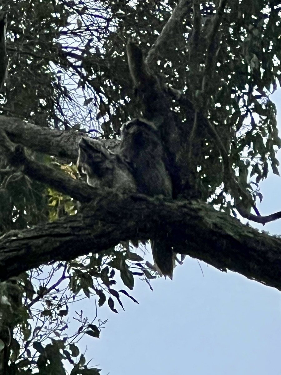 Mum and another chick in the tree above