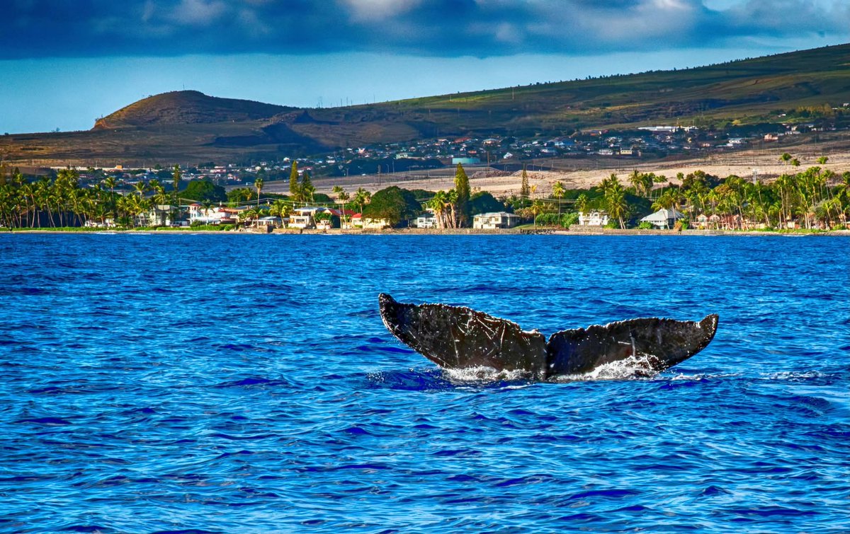 GarrickAng's tweet photo. Whale watching at Lahaina, Maui https://t.co/08JLpLOl8m
