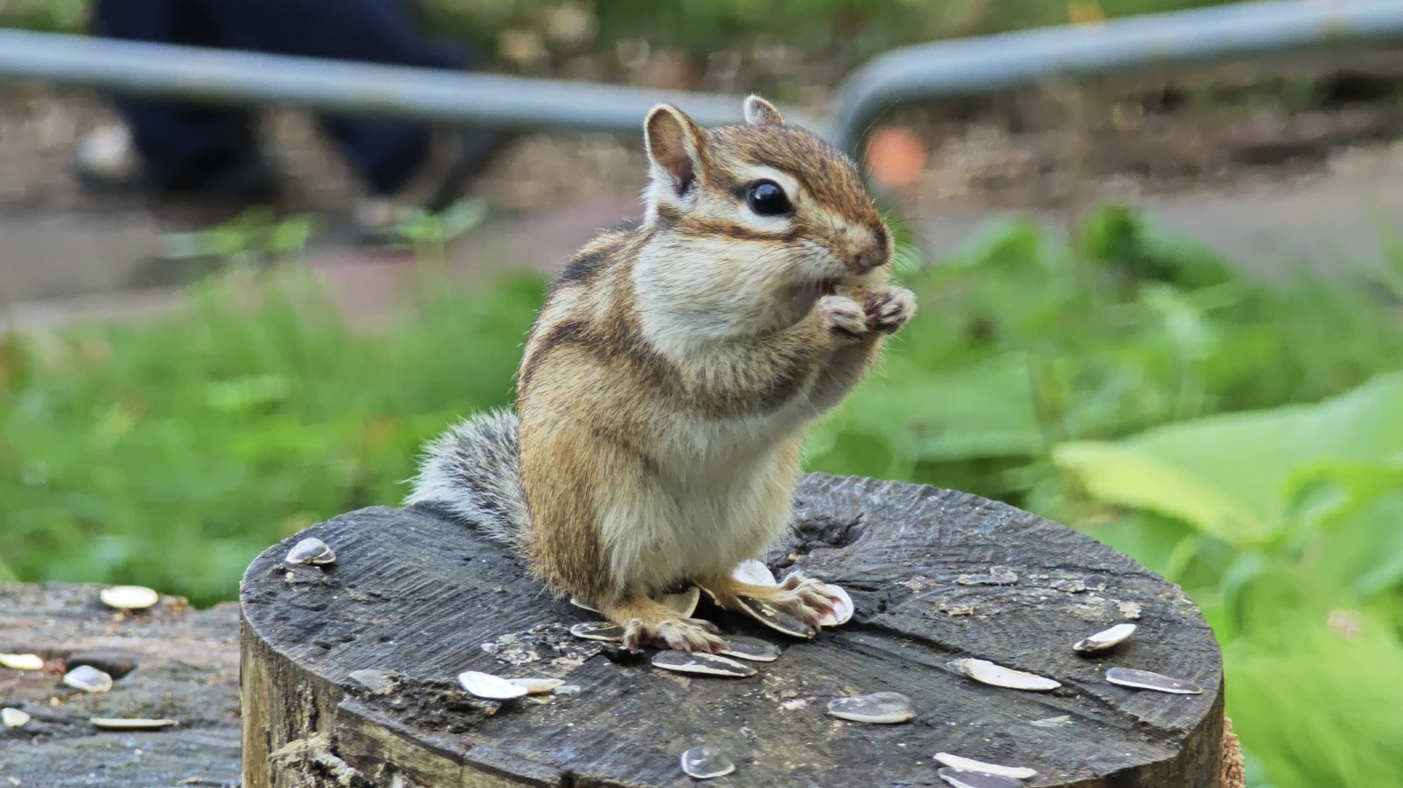 シマリス様 リクエスト 2点 まとめ商品 シマリスのしまとあめ (@shima.ame_22) • Threads, Say more