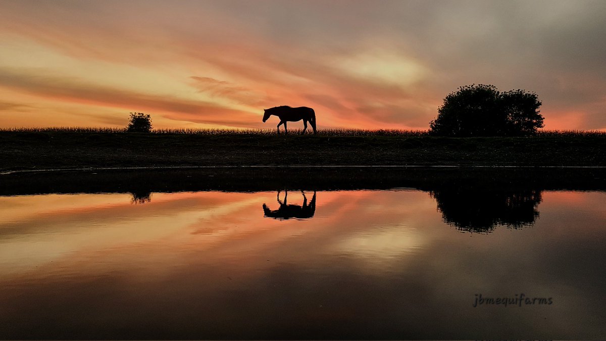 Snoopy &amp; Bailey 
#manitoba #sunset 
#mbwx #mybackyard