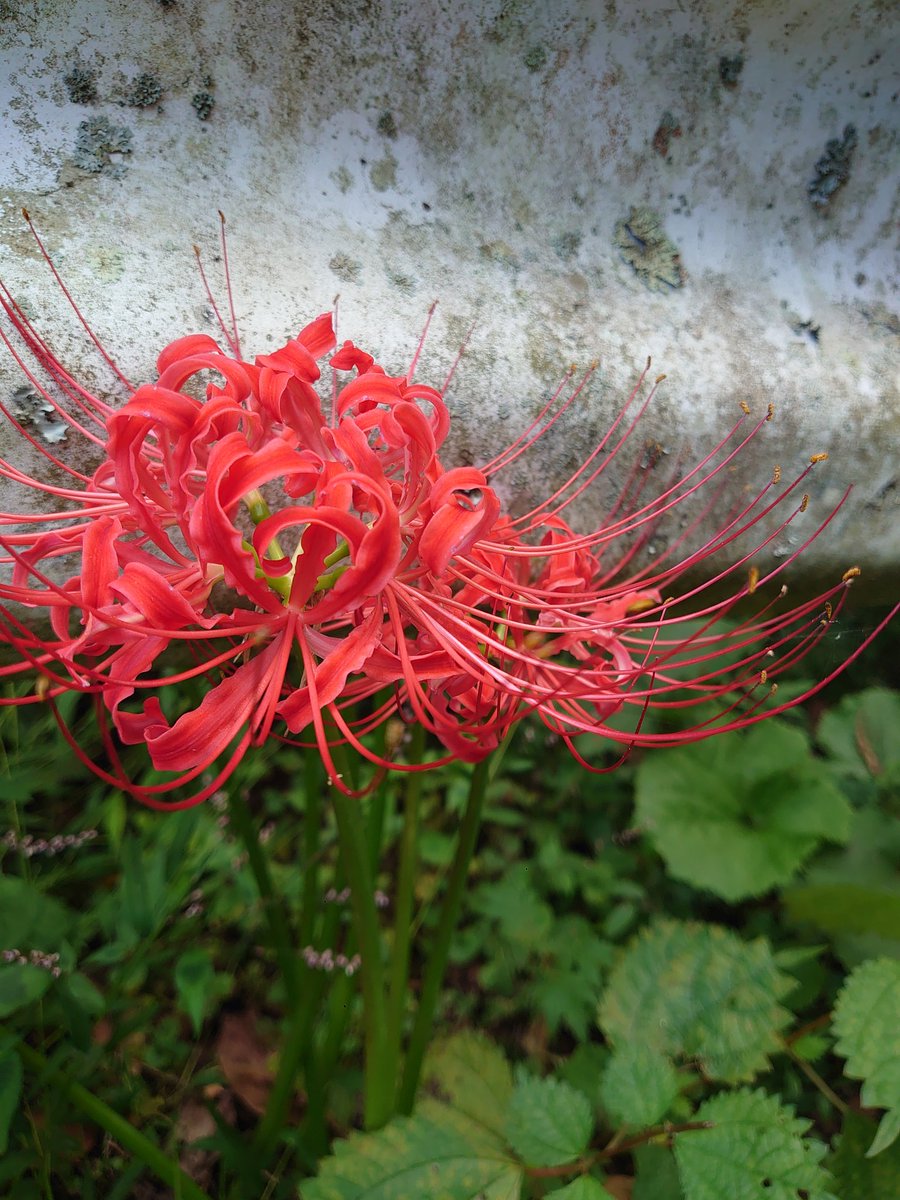 今日も秋空で気持ちがいぃ〜🎶
謎だった植物が彼岸花と４年目にして判明🌱👀
母が大切に育てていた花の一つ…
バトンは受け継いだからね☺️

#ガーデニング 
#TLを花でいっぱいにしよう 
#彼岸花