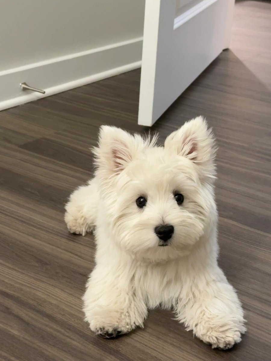 AnnLee.eth tweet media