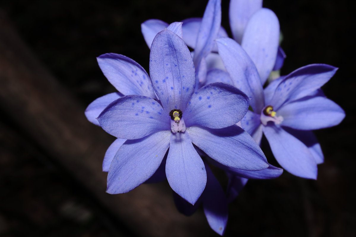 _Hayden_Jones's tweet photo. A few of the highlights from Aus so far:
Caleana major
Thelymitra ixioides
Calochilus paludosus https://t.co/7PMSPGLTcN