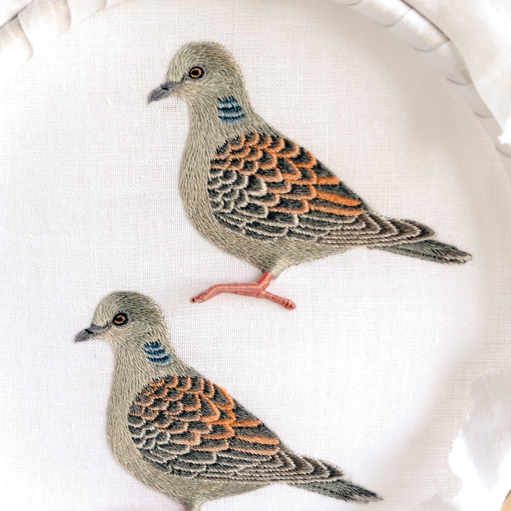 よく見る鳩たち? #ハト #鳩