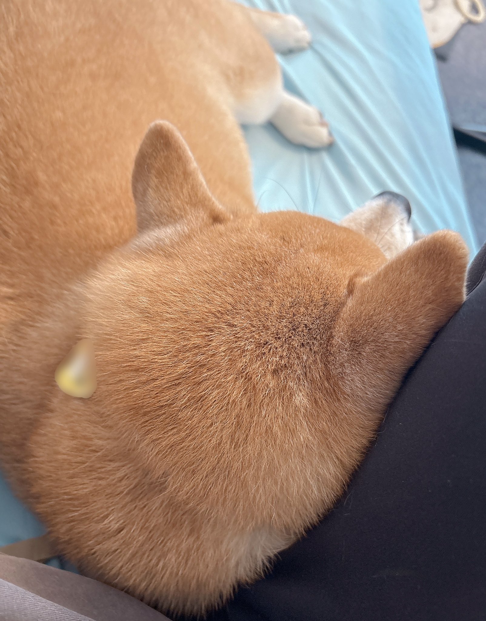 柴犬むぎ (@shiba_inu_mugi) / X