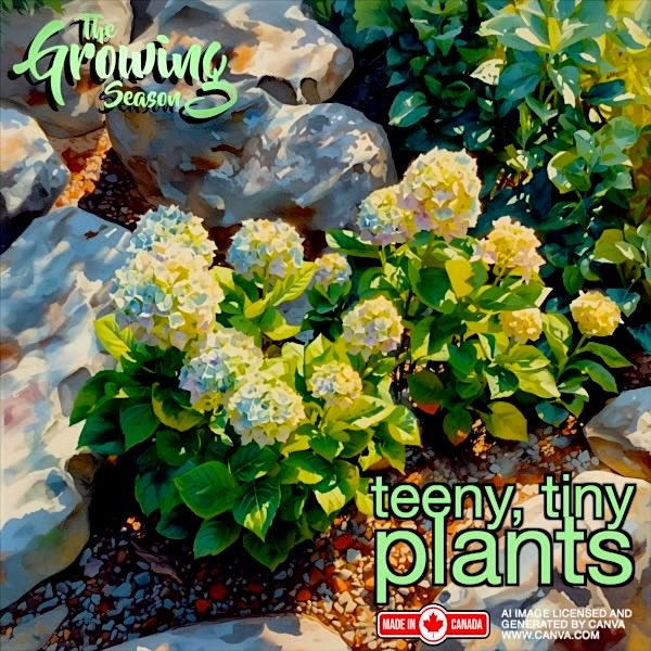 Miniature plants are an ideal way for people with limited space to enjoy a feeling of a larger garden in a smaller space.  Join The Growing Season for their  Teeny, Tiny Plants Show on September 28 at 9:00am. @Vistaradio.  Go Small!  Growingseasoncanada.com.