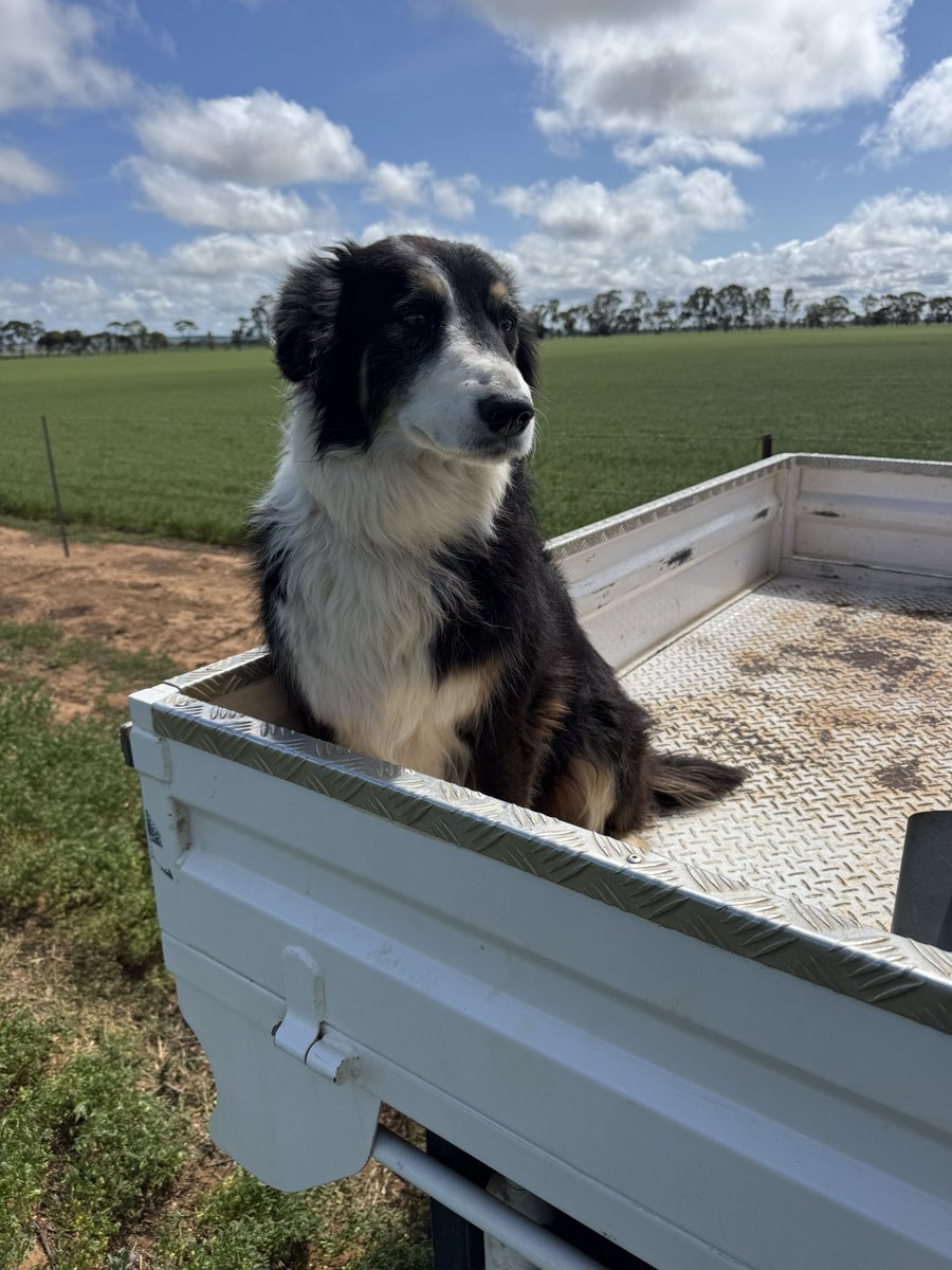 What you can grow on 122mm GSR Balaklava SA. Another tight rainfall year but still has potential of 1.2t-1.6t lentils