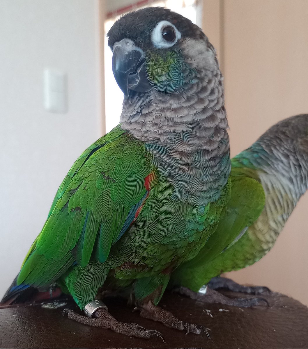 やっと、4羽の
羽、抜け抜けマンが終わったよ。
綺麗な羽が揃ったよ。
#ウロコインコ