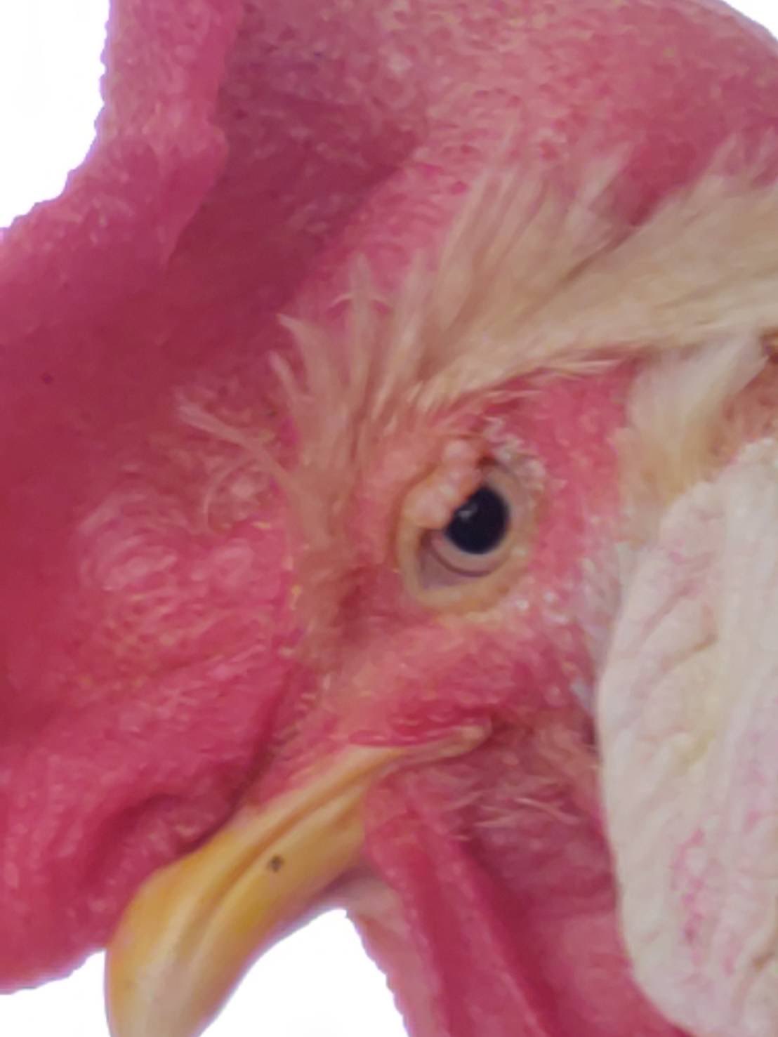 みほ🐓シルキー3羽&インコ3 (@cockdoodledo) / X