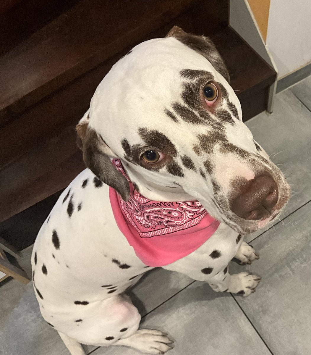 moonslumbr's tweet image. Moots look at my dog