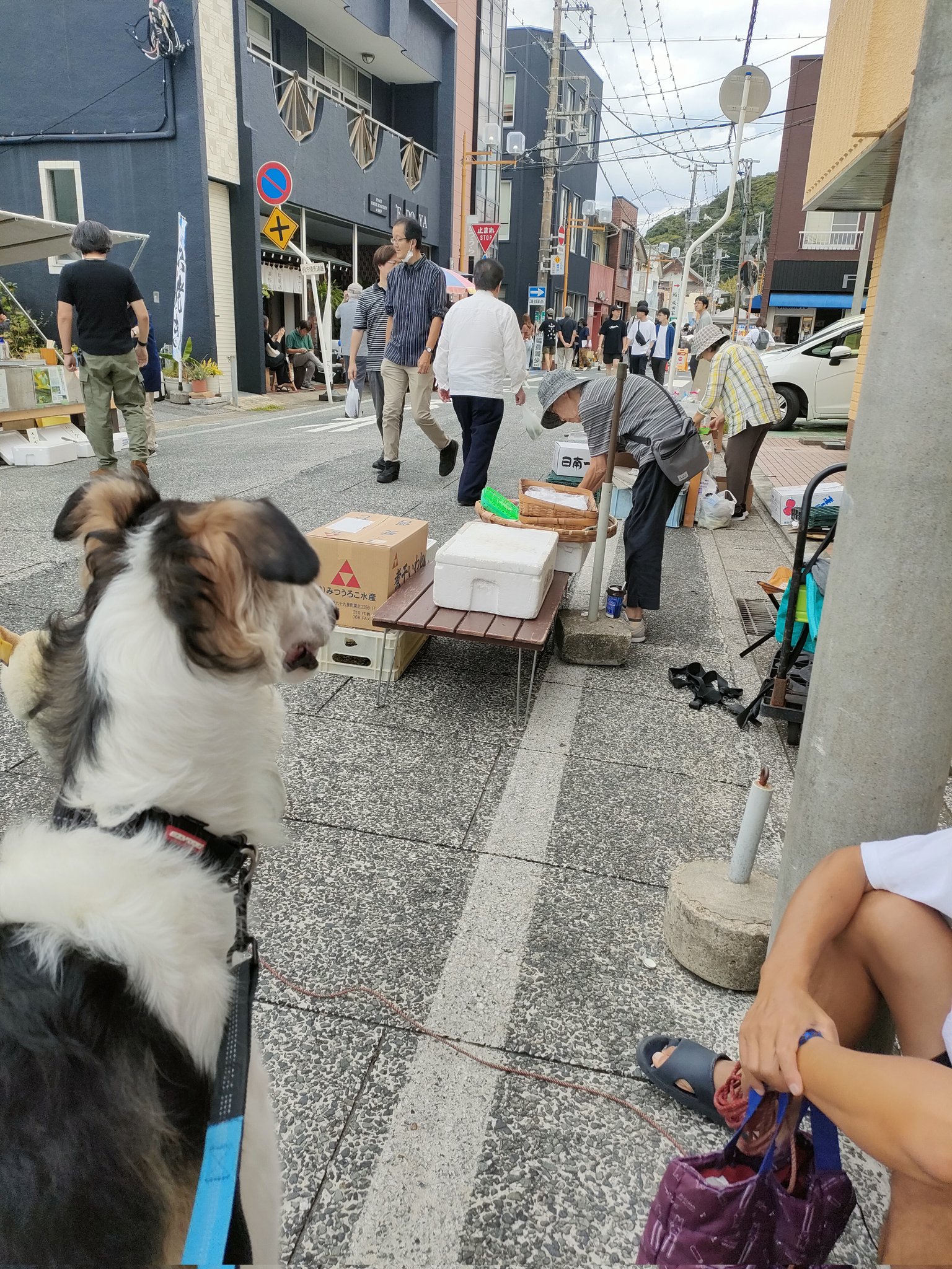 「ボルゾイ」に見つめられる毎日 ボルゾイの新着記事2ページ目｜アメーバブログ（アメブロ）