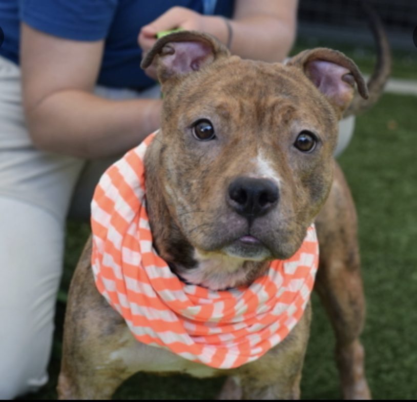 🤎BROWNIE has new pictures📸
#22DaysInShelter could she be any cuter in her
fall muffler? 🍂🎃 
What a little doll, visit her in Queens ACC! #AdoptDontShop🤎🍂nycacc.app/browse/235480