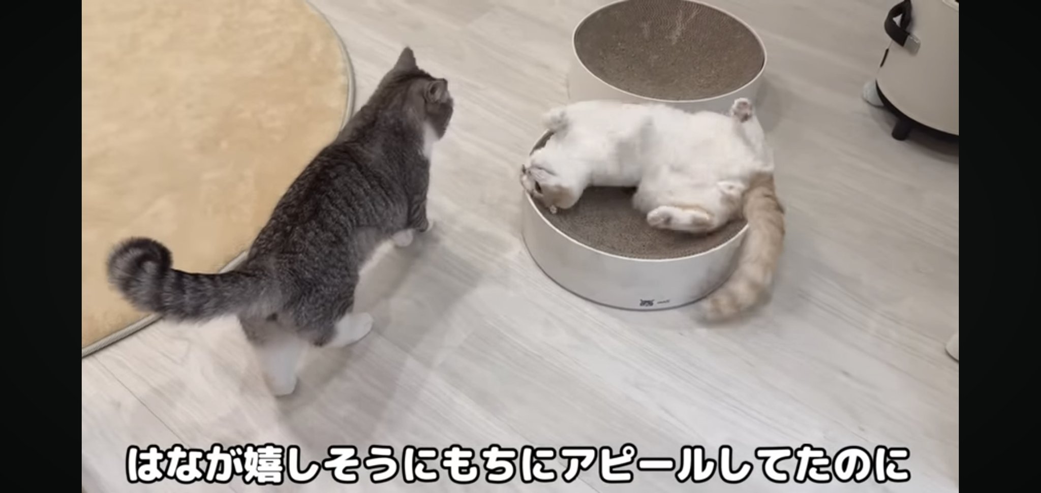 もちまる もちまる日記 公式ホームページ