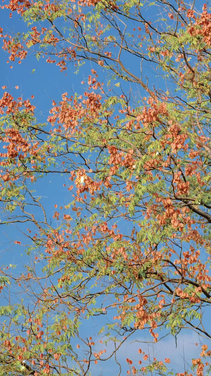 Jiascinating's tweet image. These are the colors of autumn's palette.🎨✨

📸@欢乐宋 

#AutumnColors #SeasonalBeauty #OctoberMagic