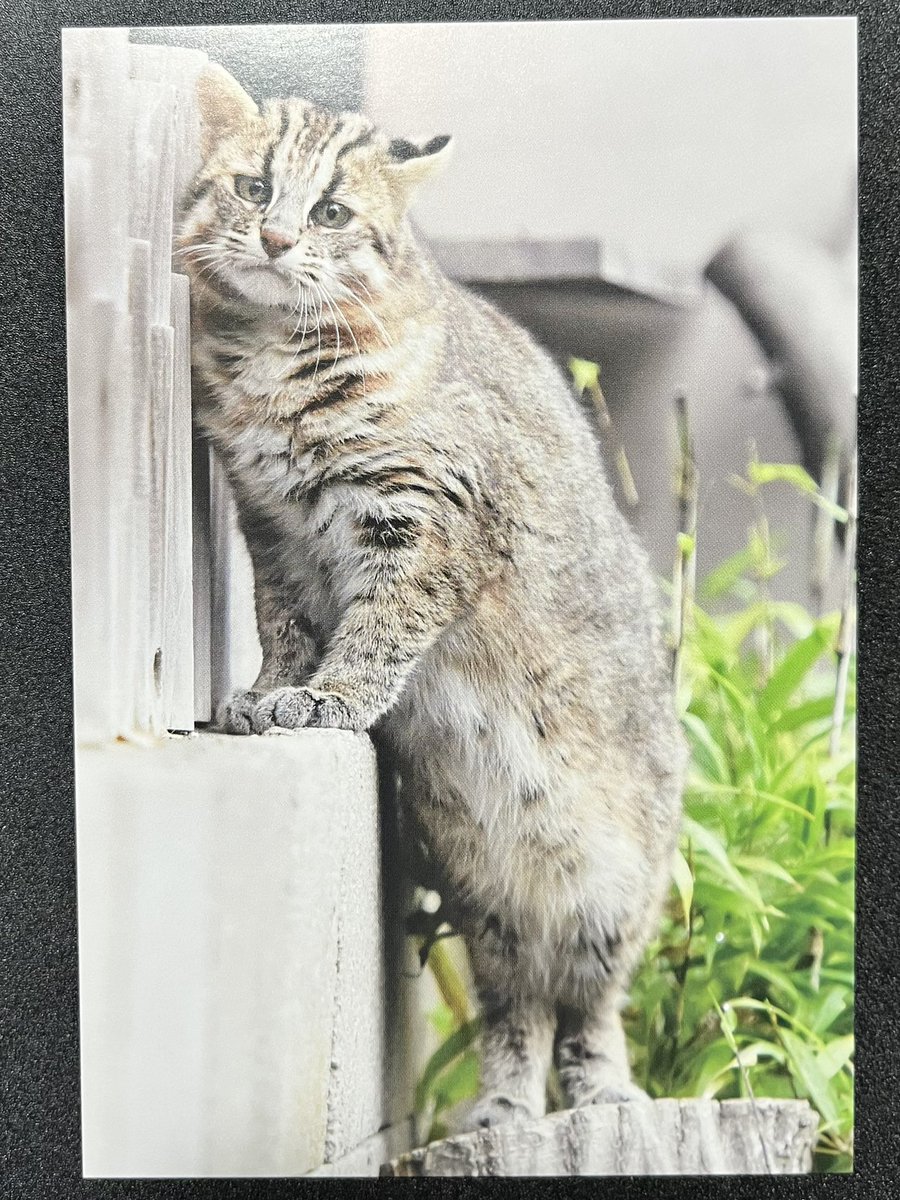 ポスクロの記録

送106;フランス🇫🇷
リストがなかったのでプロフィールから。猫を飼ってるようなのでツシマヤマネコを選択。