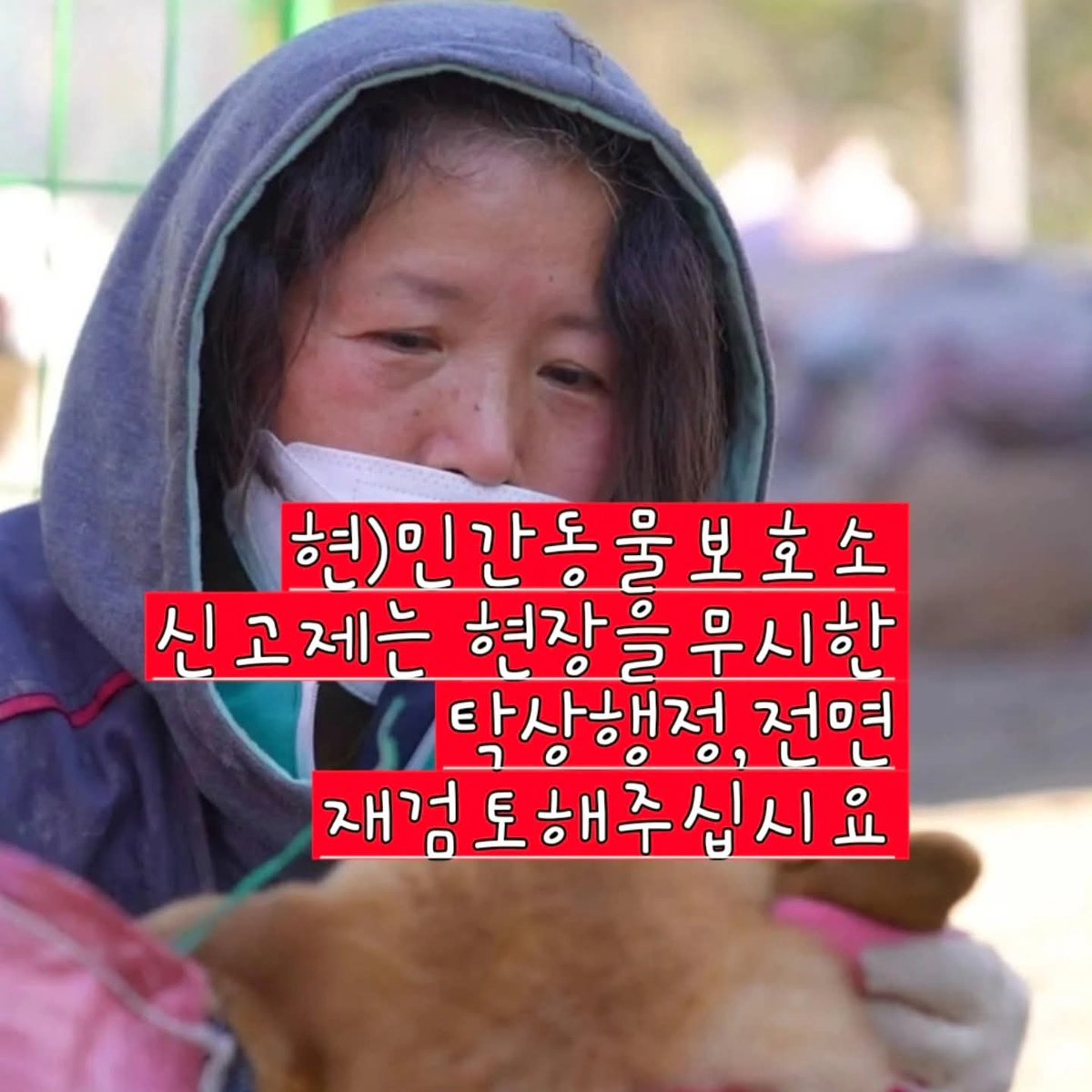 시온쉼터 소식입니다. 아직 추석연휴 사료도 못 구했는데 또 불행한 소식이네요.

유성구청에서 2026년 5월까지 개체 수를 100두 줄이지 않으면 더 이상 철거와 폐쇄 유예를 할 수 없다고 합니다. 8개월 내 100여 마리를 입양보내야 합니다. 그래서 📢 아이들을 살릴 입양 홍보 봉사자를 찾습니다.