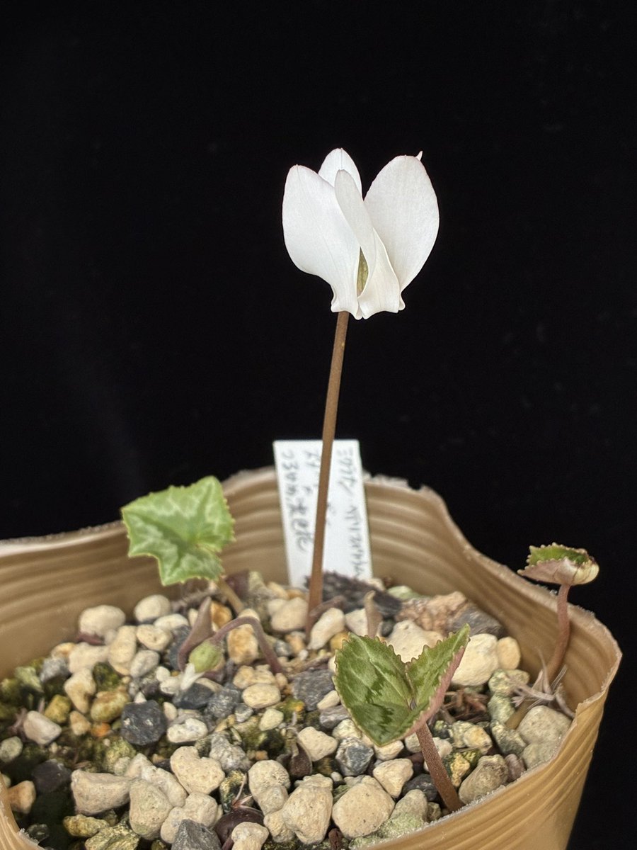 墨黛ハーフ顔　黒ディジーハーフ顔　カット　アエオニウム Amazon.co.jp: SKYTUBE T2アート☆ガールズ 黒のオディール 1/6