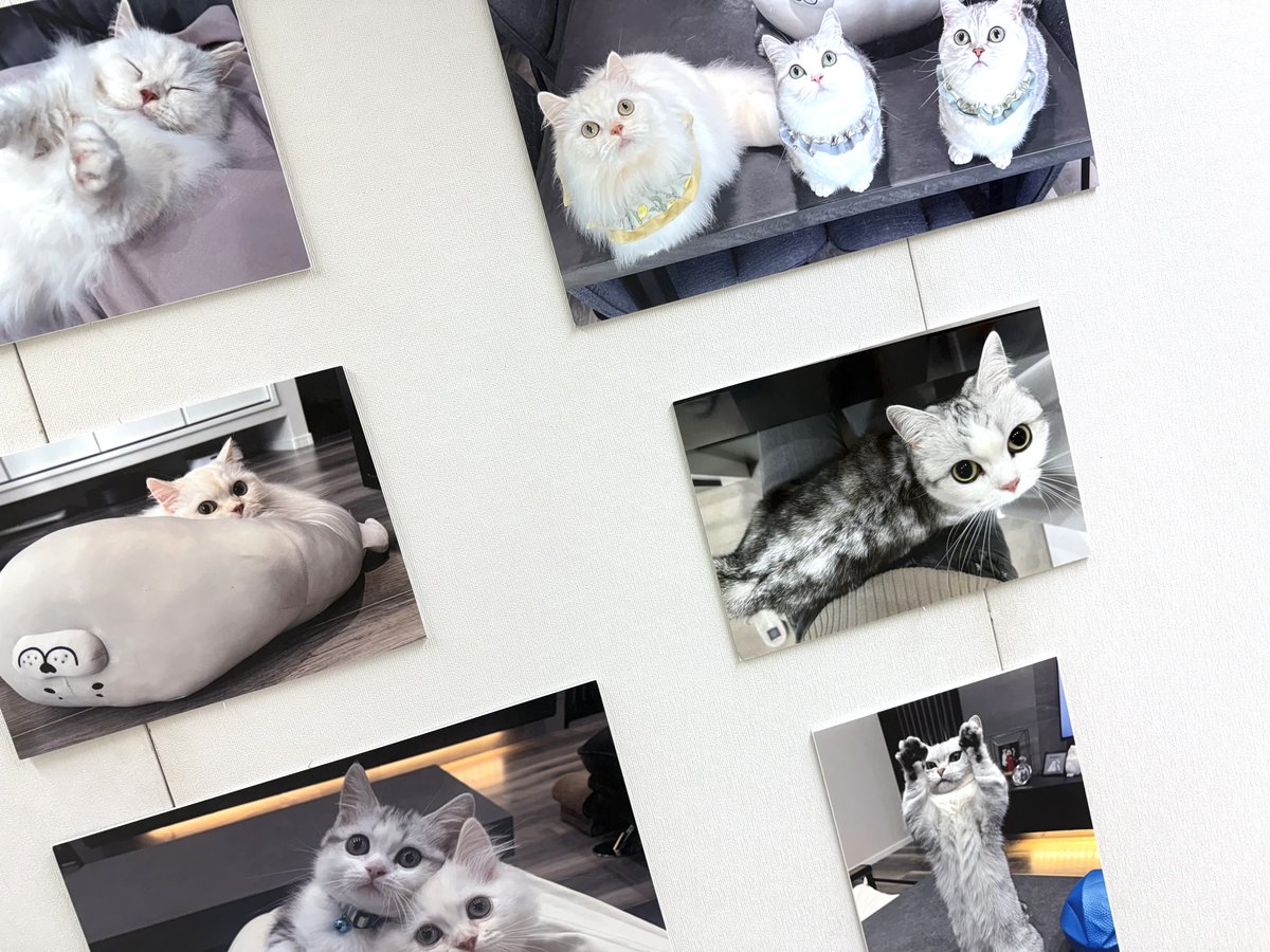 baconcoltd's tweet photo. 😻【開催中】
のんびり過ごす週末にぴったり🎶
「ねこ休み展」で猫の可愛さを満喫しませんか？🐾
📍まるひろ川越店｜10/6(月)まで
📎 https://t.co/yAJJ5JEMuS
#川越イベント #猫イベント https://t.co/6dOT4xS2Ti