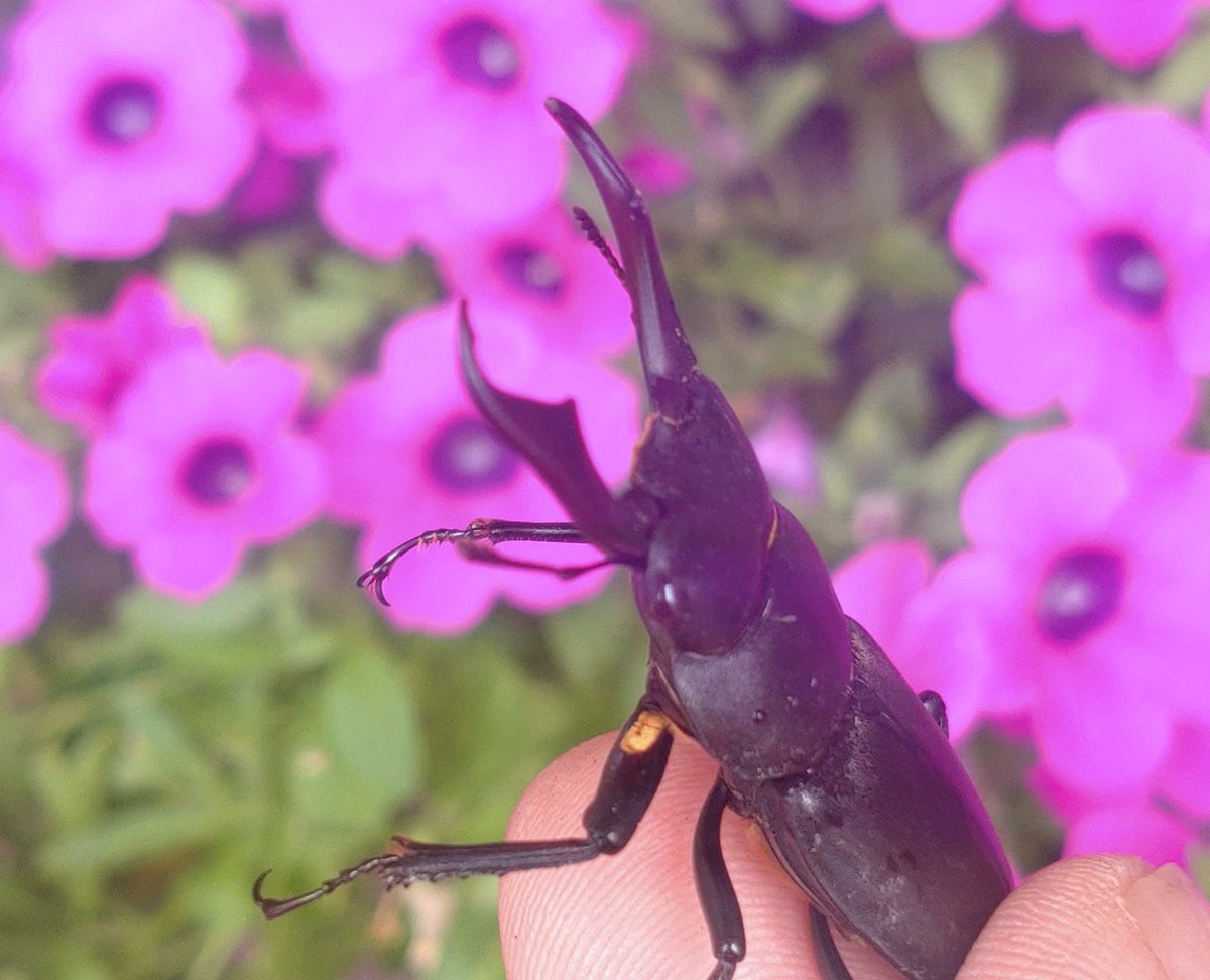 夏も終わろうとしてるのに
玄関で遊んでたクワガタちゃん

#威嚇すごっ